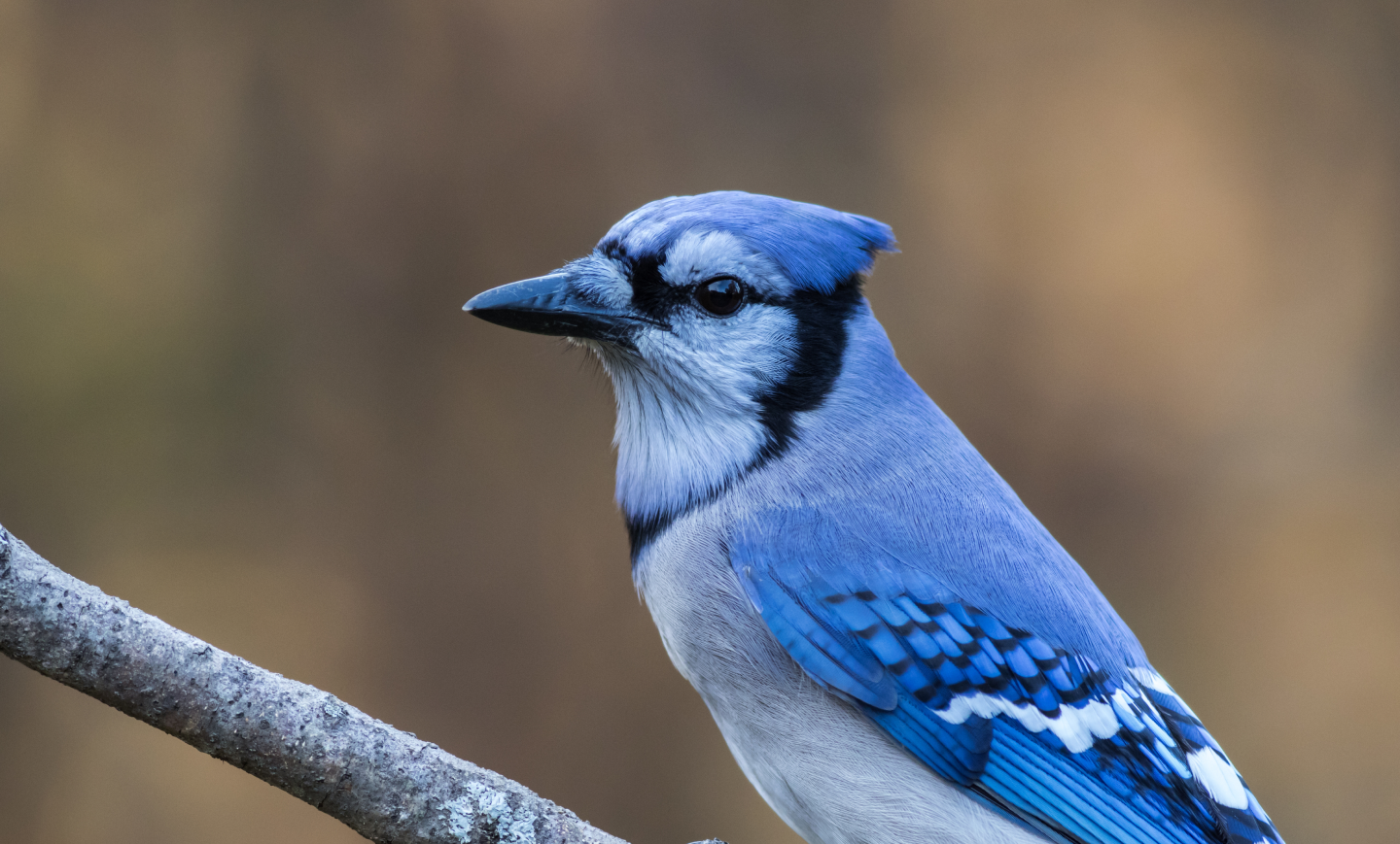 birds-tending-your-yard